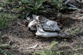 White Animal Goat skull in the Rippling dirt of the United Arab Emirates