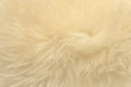 White animal wool texture background, beige natural sheep wool, close-up texture of  plush fluffy fur Royalty Free Stock Photo