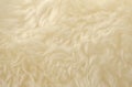 White animal wool texture background. Beige tint natural wool. Close-up texture of plush fluffy fur Royalty Free Stock Photo