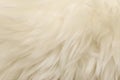 White animal wool texture background. Beige tint natural wool. Close-up texture of plush fluffy fur Royalty Free Stock Photo