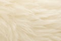 White animal wool texture background. Beige tint natural wool. Close-up texture of  plush fluffy fur Royalty Free Stock Photo