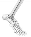 White ankle joint with ligaments, medically 3D illustration