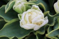 White Annelinde Tulip. Closeup of  Double Bloom White Tulip. Spring blossom in the Netherlands Royalty Free Stock Photo