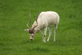 White Antelope, Addax