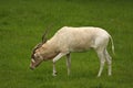 White Antelope, Addax