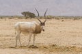 The white antelope, Addax nasomaculatus, also known as the screwhorn antelope in Yotvata Hai Bar Nature Reserve, Israel Royalty Free Stock Photo