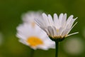 White Anthemideae blossom spring meadow green background