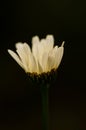 White Anthemideae flower on a black background in the spring on a meadow artistic