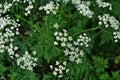 White Anthriscus chervil blooming flower on green leaves background