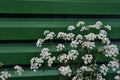 White Anthriscus chervil blooming flower on green corrugated fence background Royalty Free Stock Photo