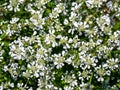 White Anthriscus flowers with green leaves top view