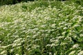 White Anthriscus sylvestris grows in the summer meadow