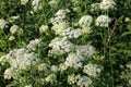 White Anthriscus sylvestris grows in the summer meadow