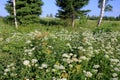 White Anthriscus sylvestris grows in the summer meadow