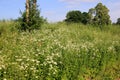 White Anthriscus sylvestris grows in the summer meadow