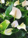 a white Anthurium arrangement Royalty Free Stock Photo