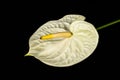 White anthurium on black background.