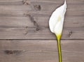 White anthurium flower