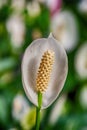 White anthurium flower background