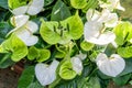 White Anthurium Flower. Flower blossoms garden Royalty Free Stock Photo
