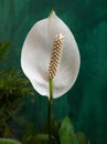 White anthurium flower closeup Royalty Free Stock Photo