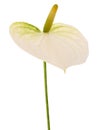 White Anthurium flower