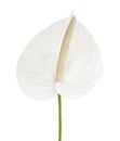 White anthurium flower