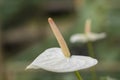 White Anthurium flower Royalty Free Stock Photo