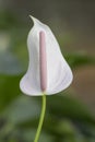 White Anthurium flower