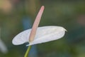 White Anthurium flower Royalty Free Stock Photo