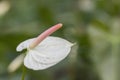 White Anthurium flower Royalty Free Stock Photo