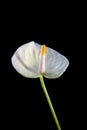 White anthurium flower over a black background. Royalty Free Stock Photo