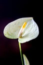 White anthurium flower over a black background. Royalty Free Stock Photo