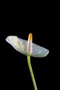 White anthurium flower over a black background. Royalty Free Stock Photo