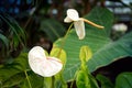 White Anthurium flowering plant or Araceae. General common names are tailflower, flamingo flower and laceleaf. Tropical flora Royalty Free Stock Photo