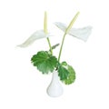 White Anthurium Flowers in Ceramic Vase Isolated on White Background Royalty Free Stock Photo