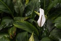 White anthurium flowers in garden. Royalty Free Stock Photo