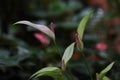 White anthurium flowers in the garden Royalty Free Stock Photo