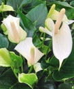 White Anthurium flowers with green leaves Royalty Free Stock Photo