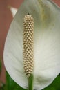White anthurium flowers and petals bloom beautifully in the morning. Royalty Free Stock Photo