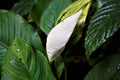 White Anthurium leaf spotted in the Curi-Cancha Reserve