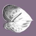 white anthurium with a pink edge. graphic realistic illustration of a flower. beautiful anthurium