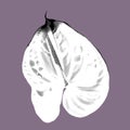 white anthurium with a pink edge. graphic realistic illustration of a flower. beautiful anthurium