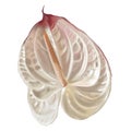 white anthurium with a pink edge. Watercolor realistic illustration of a flower. beautiful anthurium