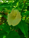 White Aparajita flower in the garden