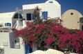 White residential house on volcanic island of Santorini and purple flowers Royalty Free Stock Photo