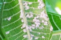 White aphids on Plumeria leaf green. Aphids are small sap-sucking insects and members of Aphidoidea family.