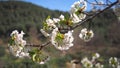 White aplle blossom in Valencia