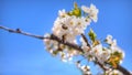 White aplle blossom in Valencia