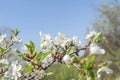 White Apple beautiful flowering apple tree blooming